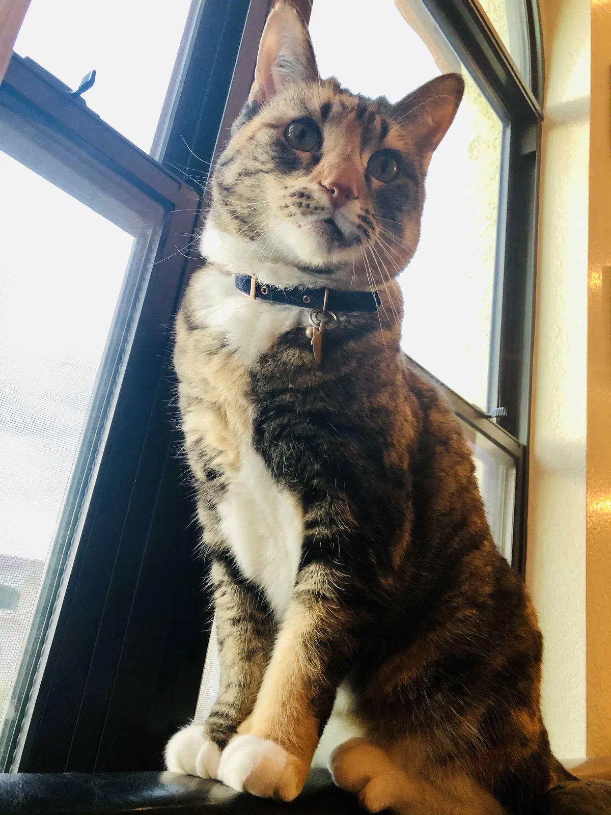 Missing Cat