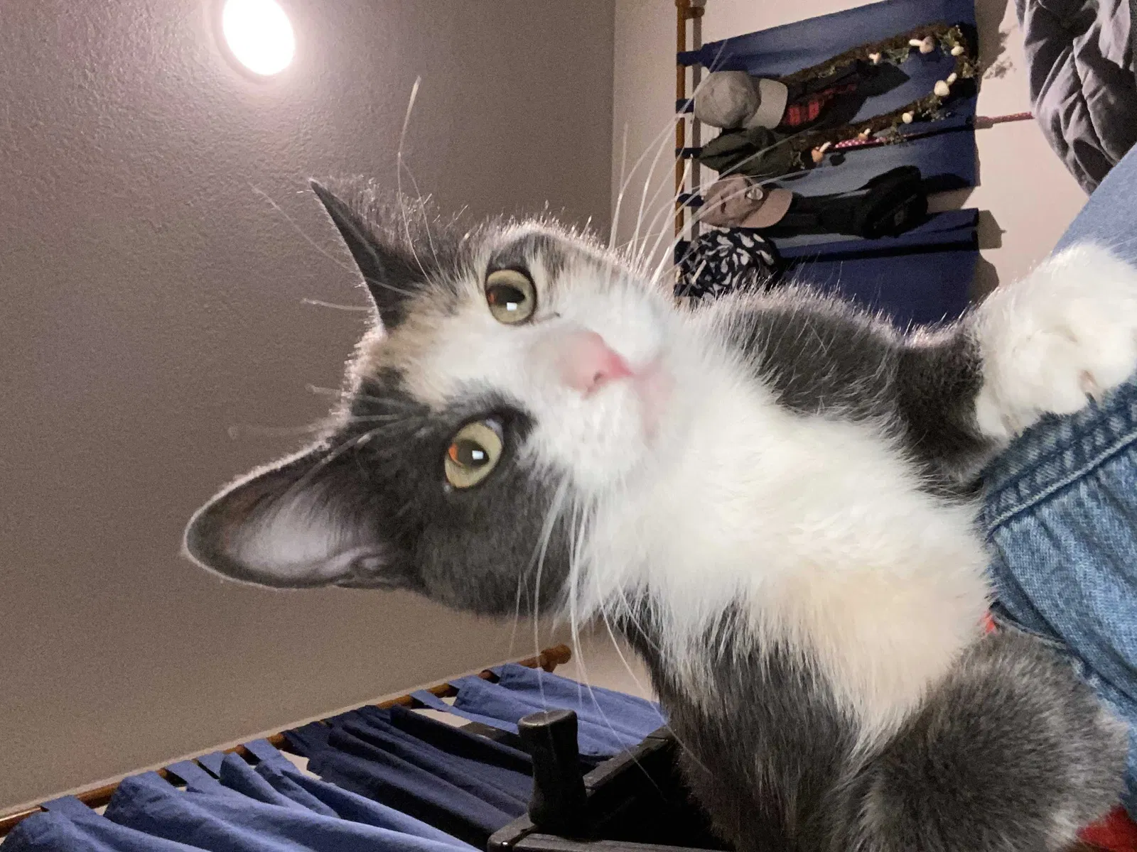 Lost cat in Palmdale, CA, 93551