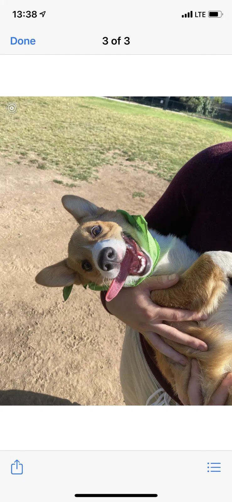 Lost dog in El Cajon, CA, 92021