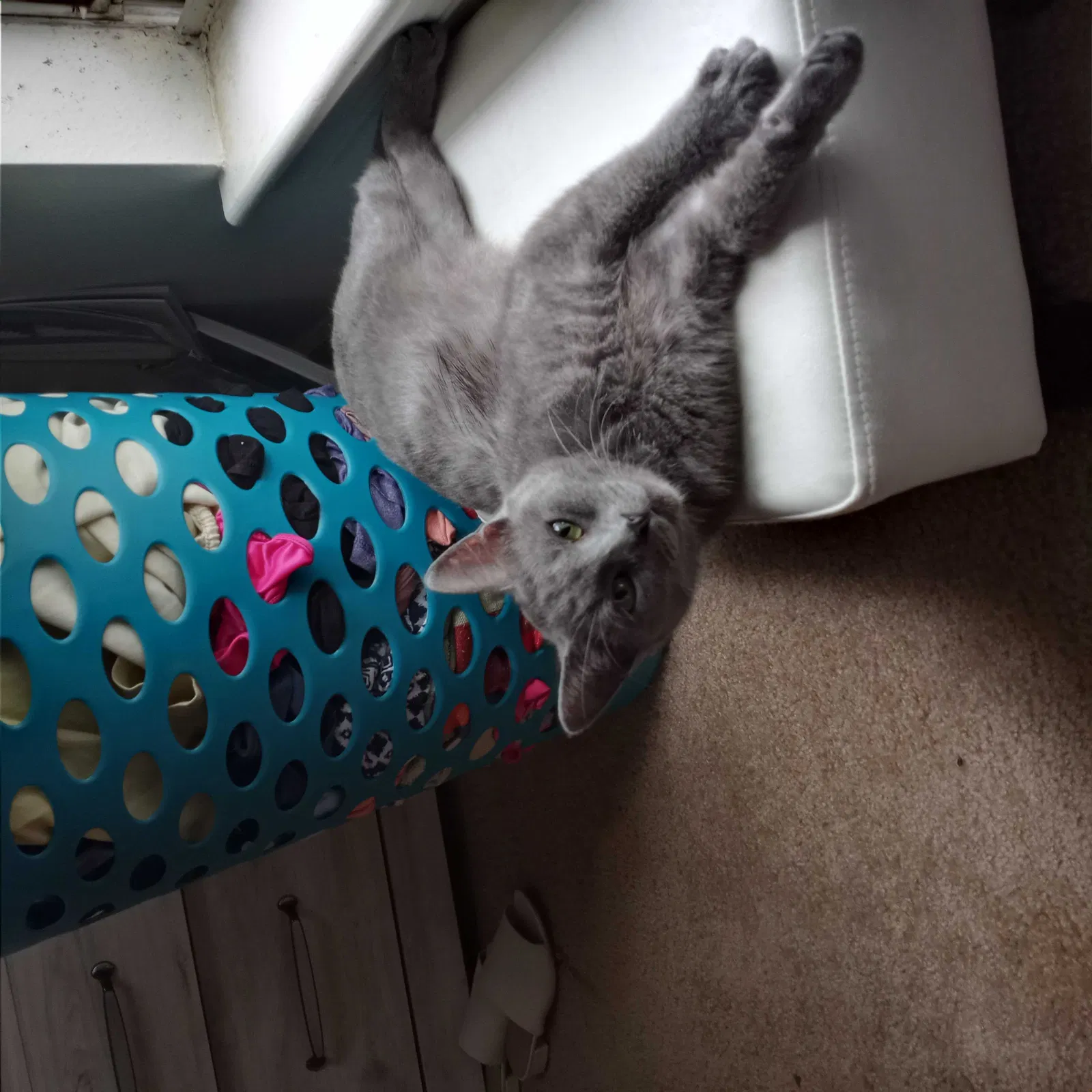 Lost cat in Sandston, VA, 23150