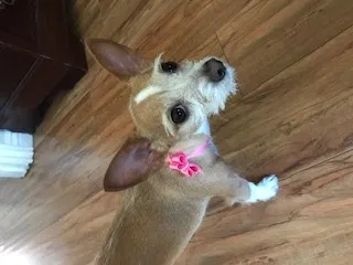 Lost dog in Los Angeles, CA, 90007