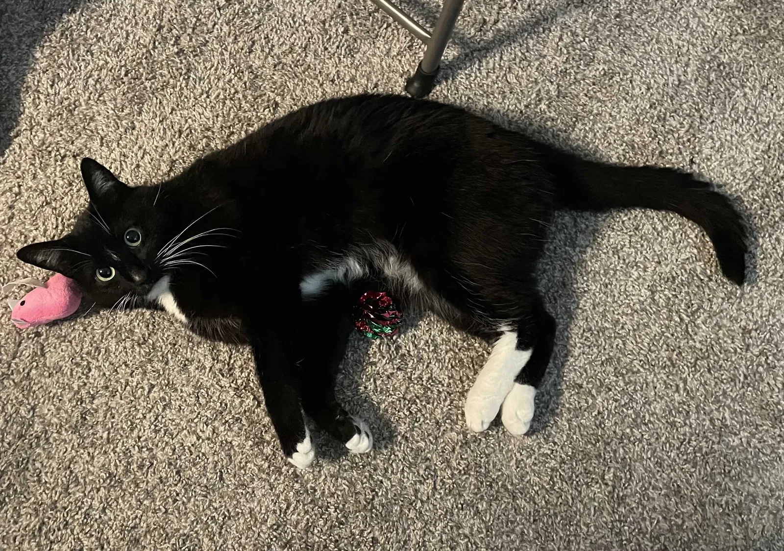 Lost cat in Bellevue, WA, 98004