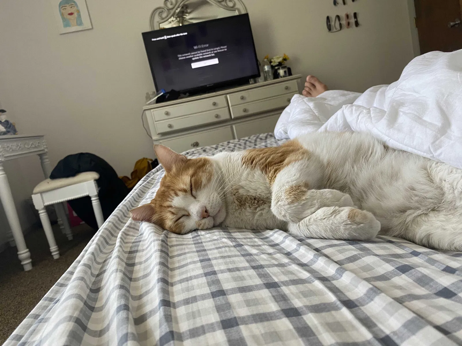 Lost cat in El Paso, TX, 79936