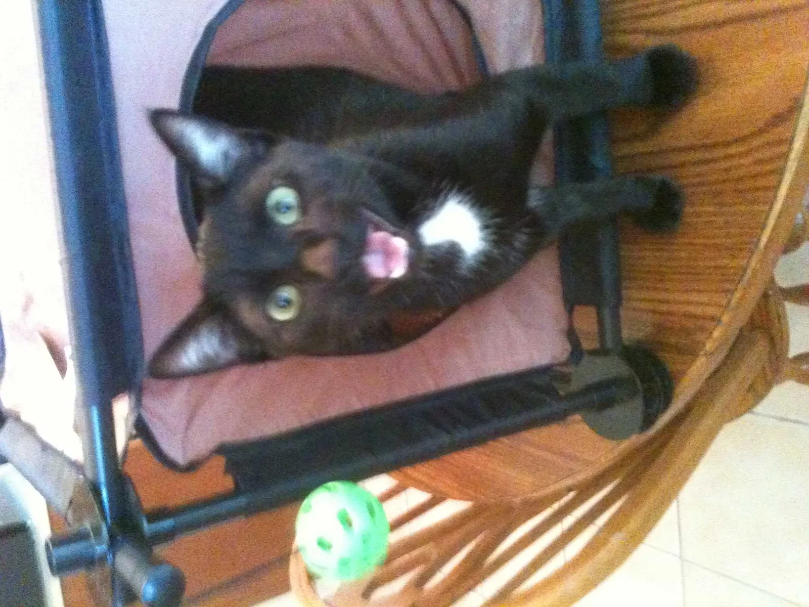 Lost cat in Lake Placid, FL, 33852