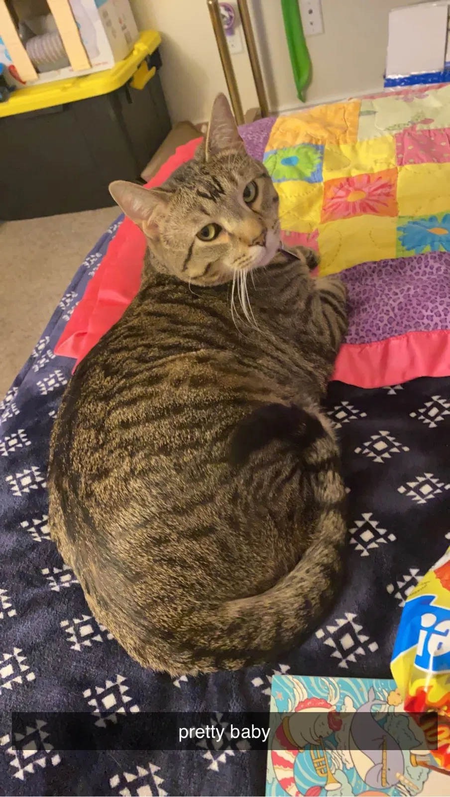 Lost cat in Salt Lake City, UT, 84119