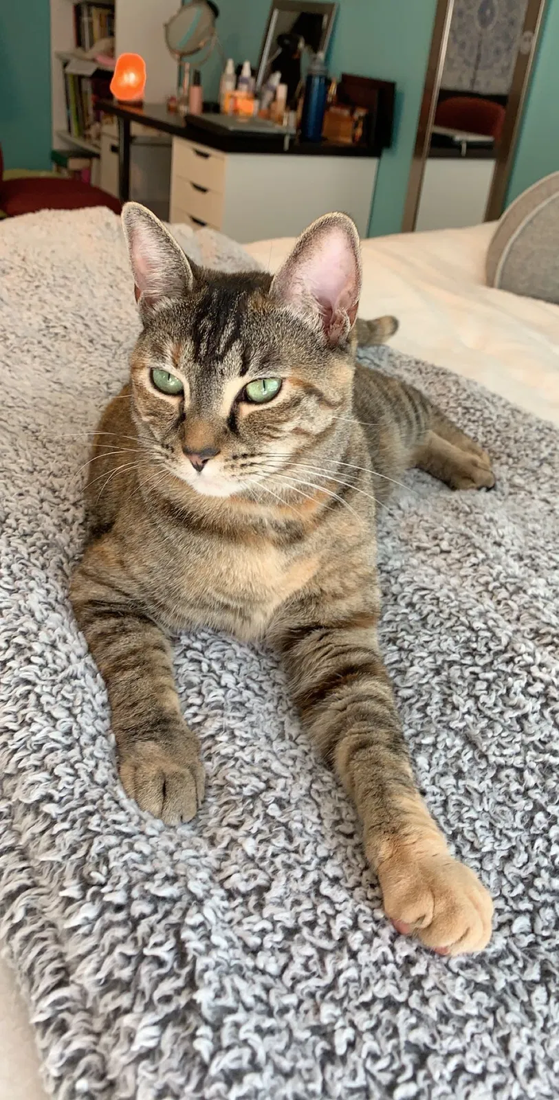 Lost cat in Salem, OR, 97303