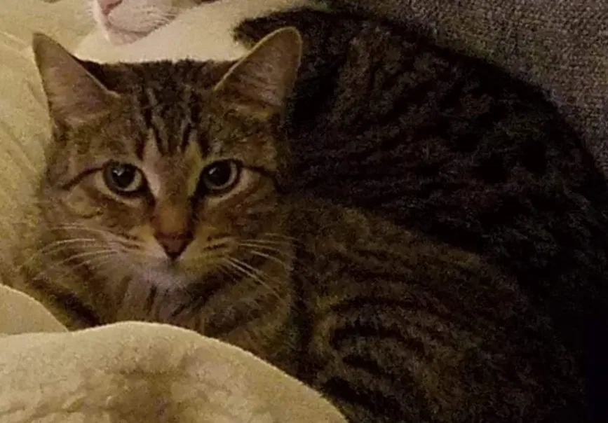 Lost cat in League City, TX, 77573