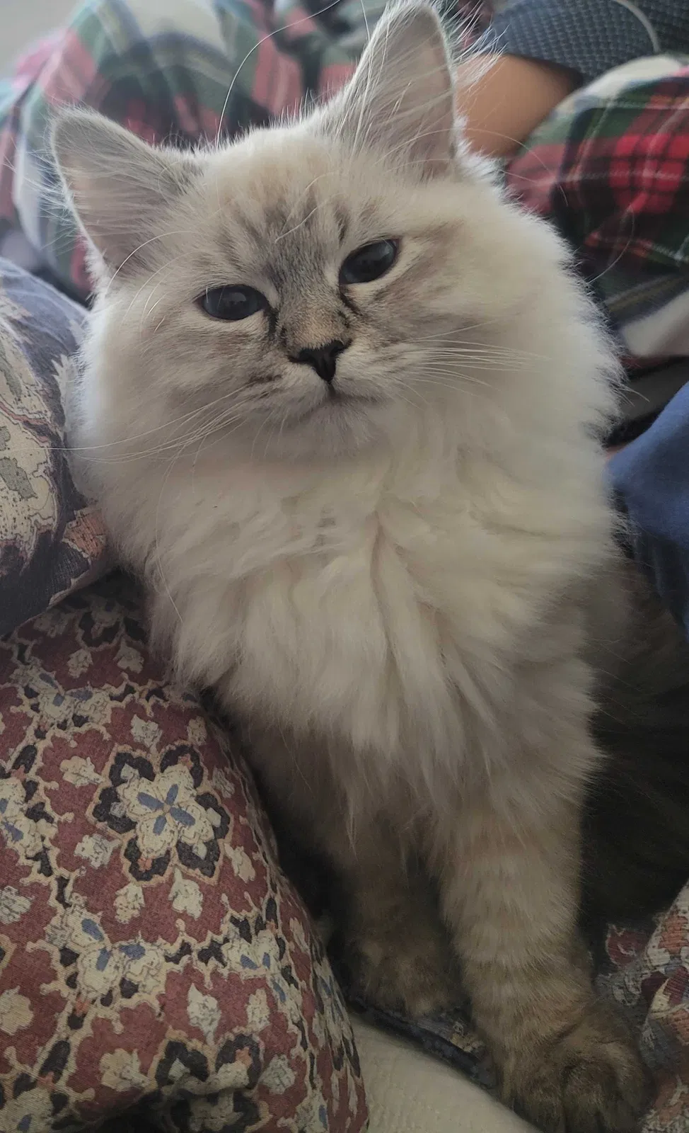 Lost cat in Fullerton, CA, 92835