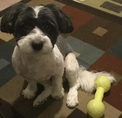 Lost dog in Temple Hills, MD, 20748