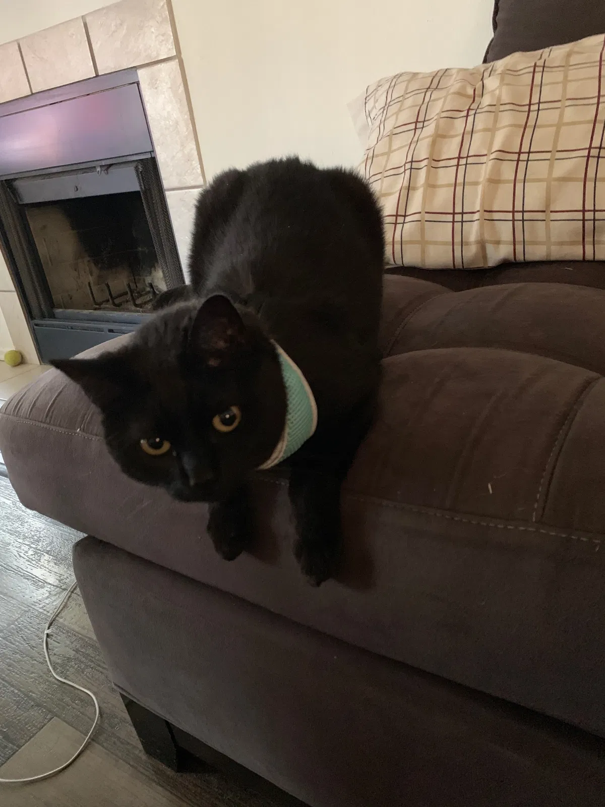 Lost cat in Norristown, PA, 19403
