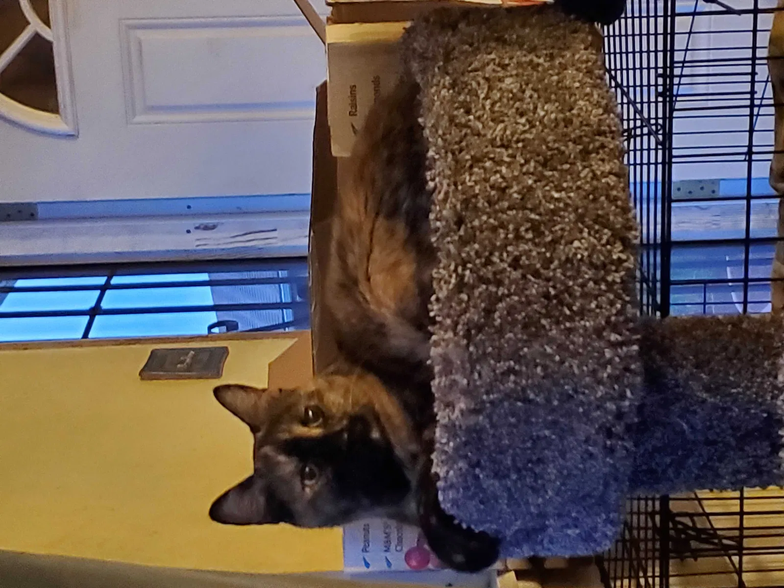 Lost cat in Colorado Springs, CO, 80911