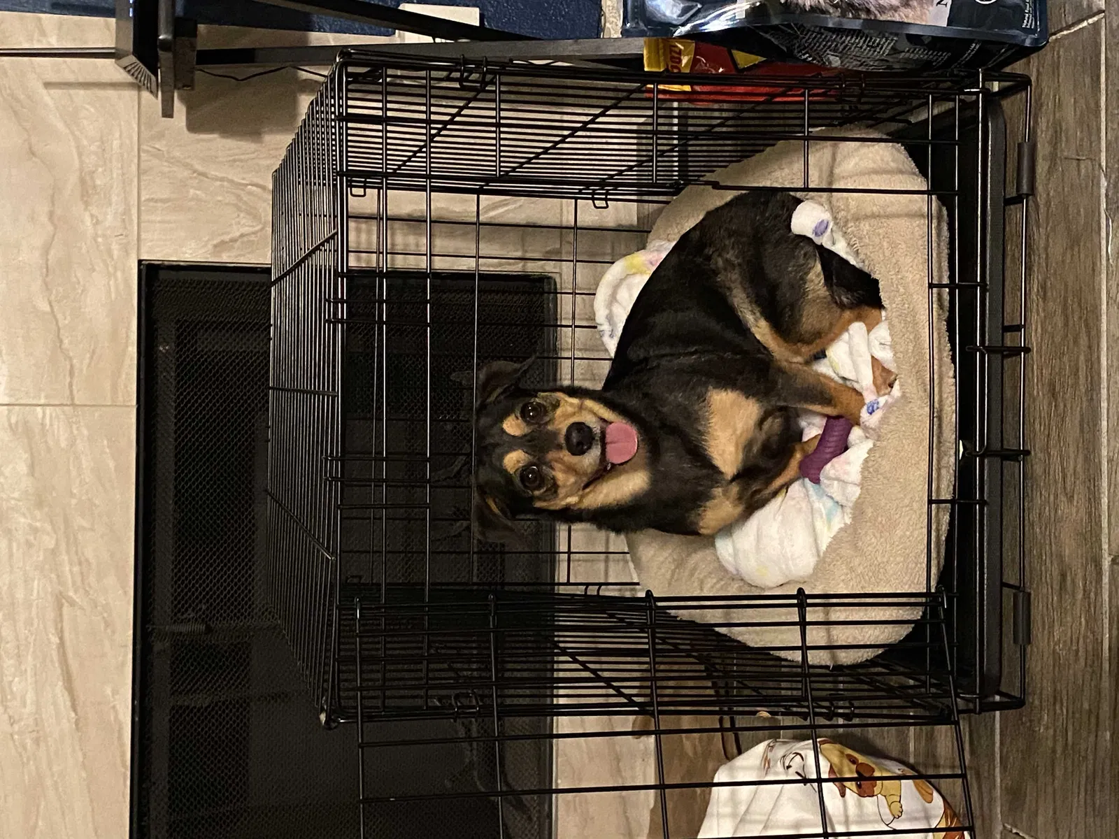 Lost dog in Escondido, CA, 92026