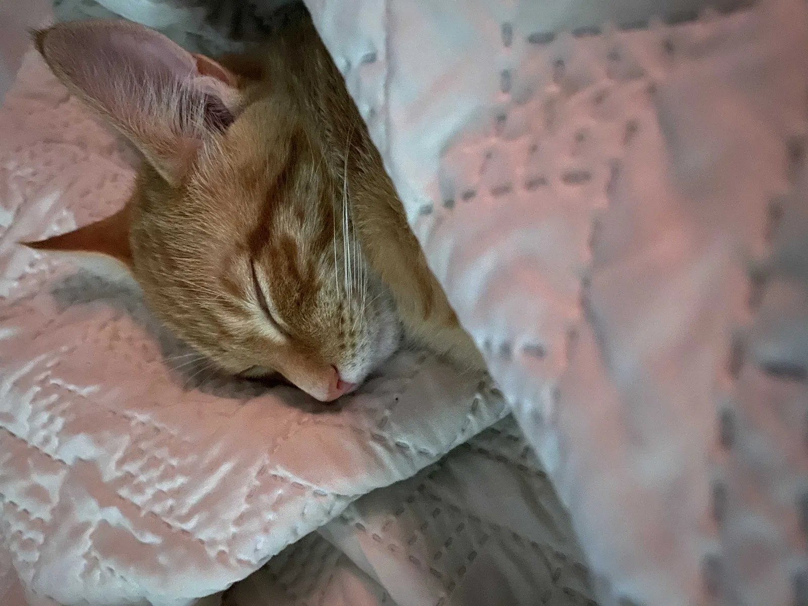 Lost cat in Elyria, OH, 44035