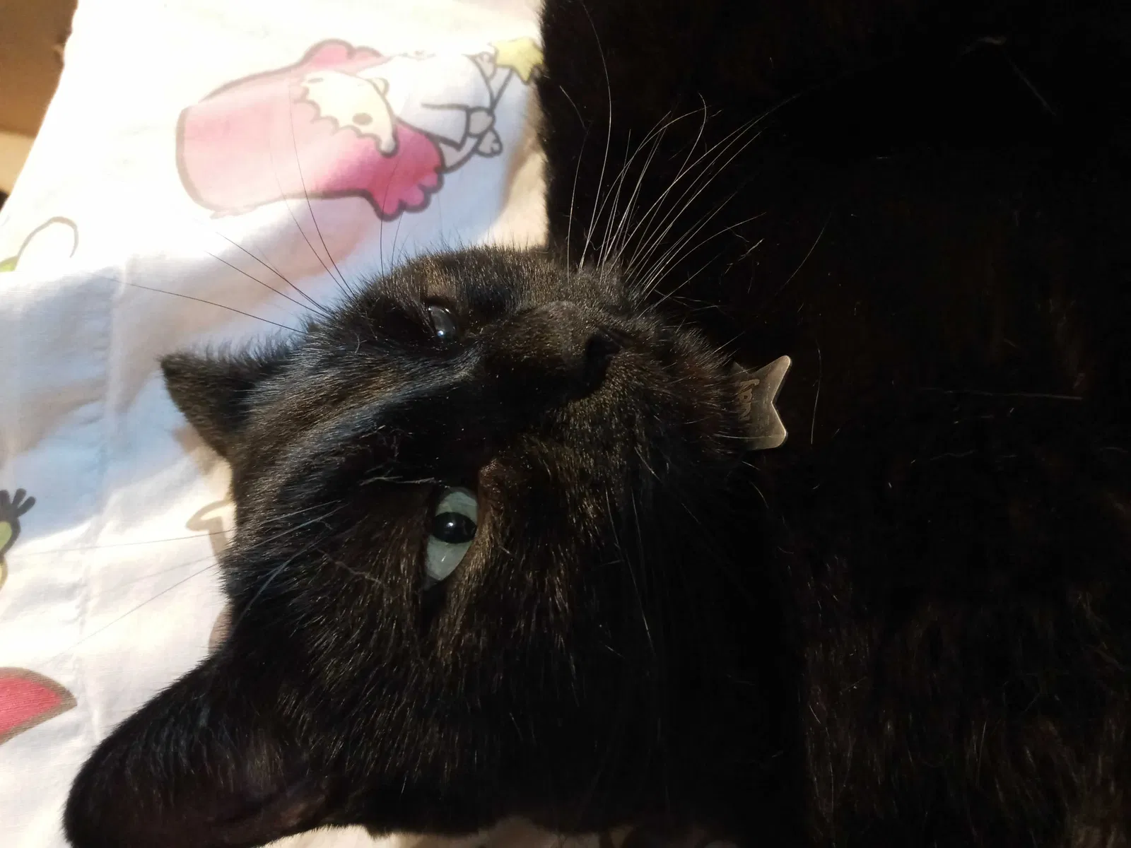 Lost cat in Berwyn, IL, 60402