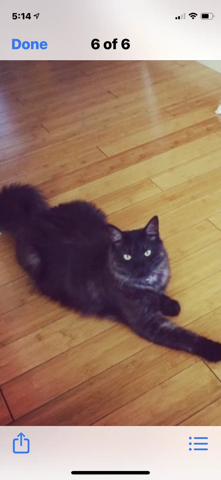 Lost cat in Vallejo, CA, 94591