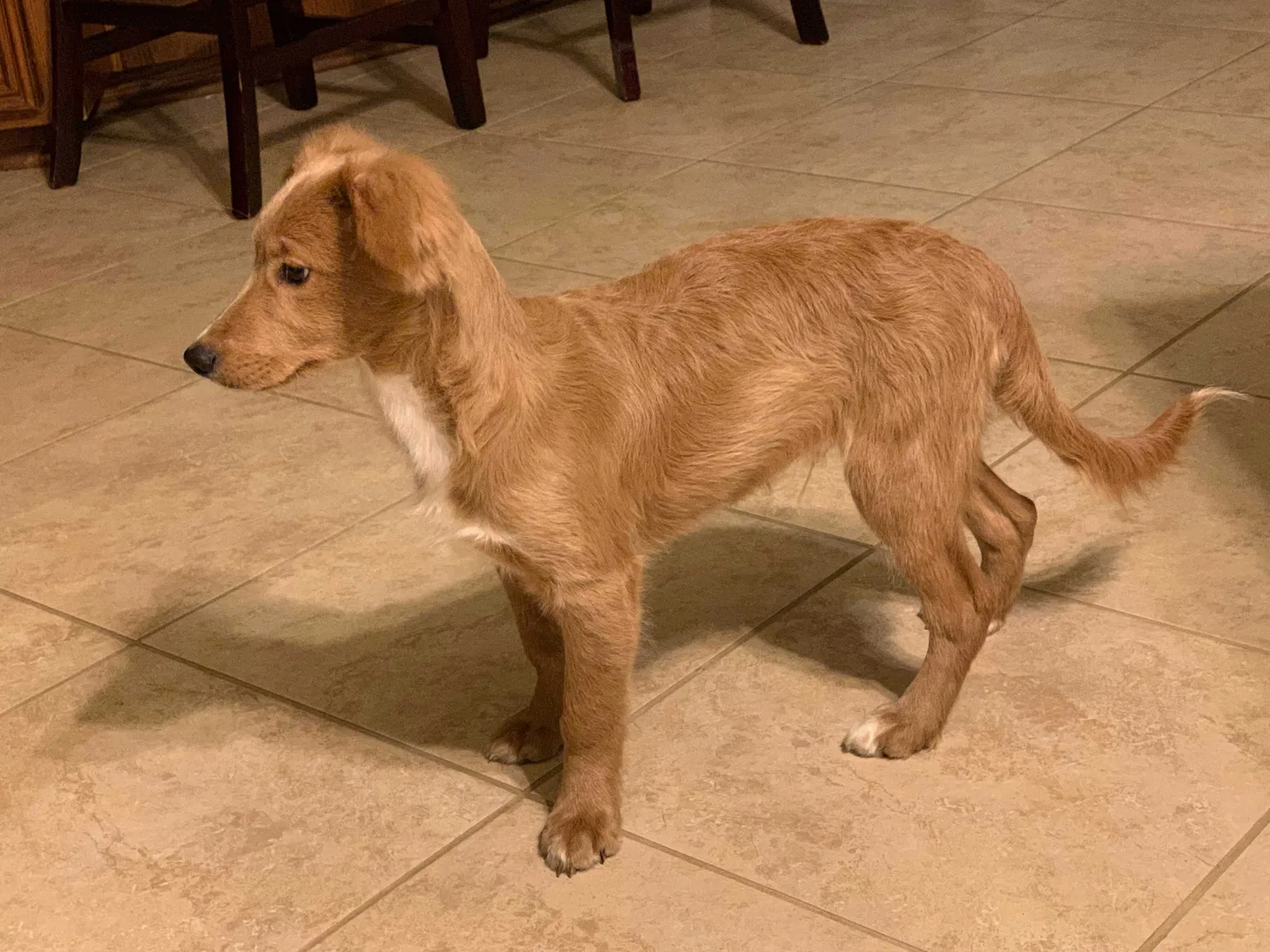 Lost dog in Pearland, TX, 77584