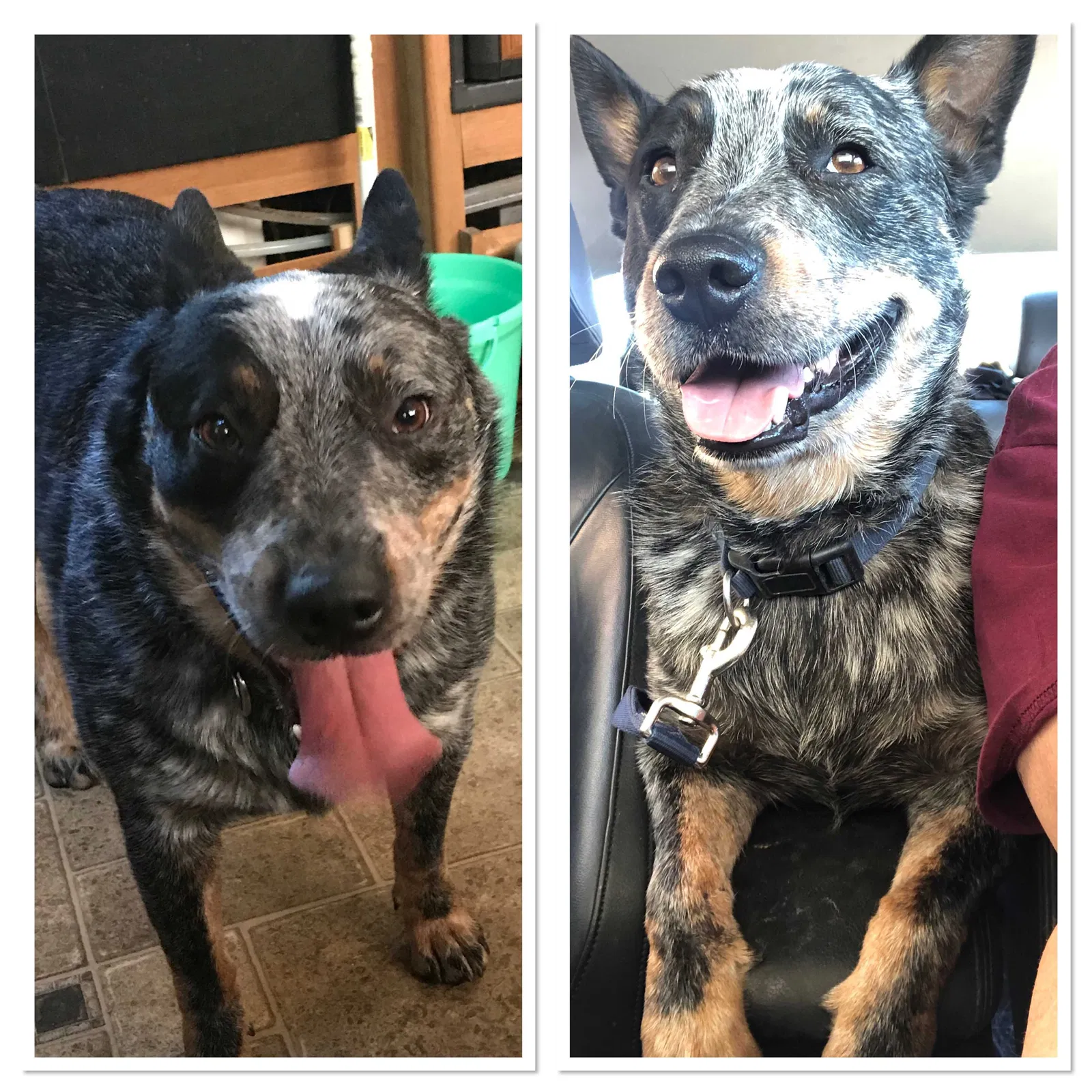 Lost dog in Jacksonville, AR, 72076