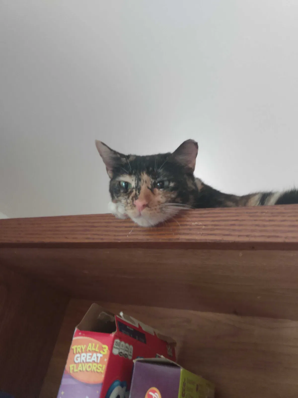 Lost cat in Elkton, MD, 21921