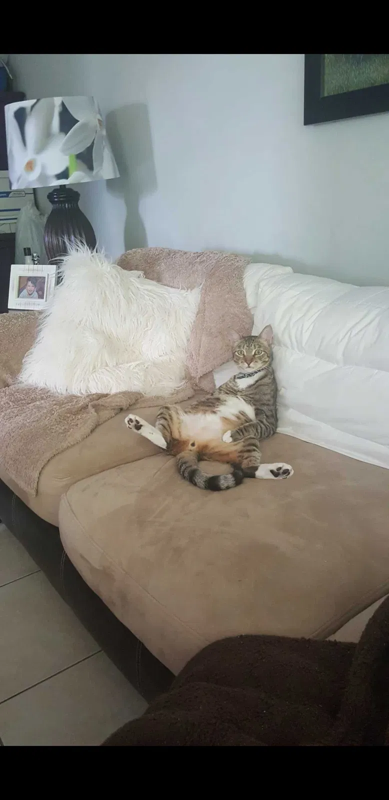 Lost cat in Hollywood, FL, 33024