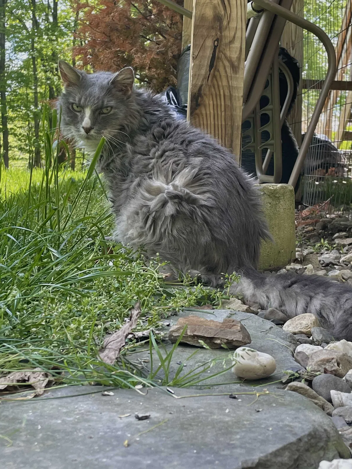 Lost cat in Chester, NY, 10918