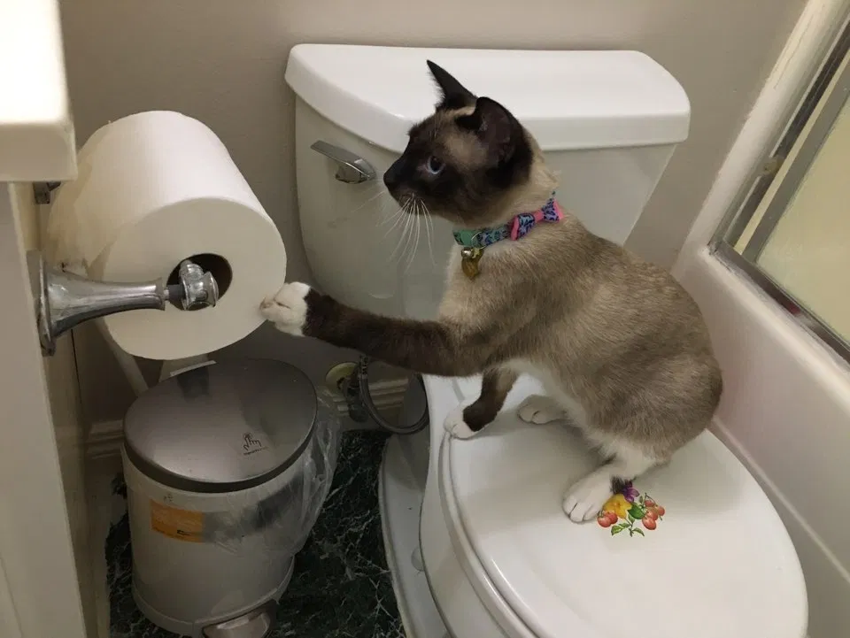 Lost cat in Cypress, CA, 90630