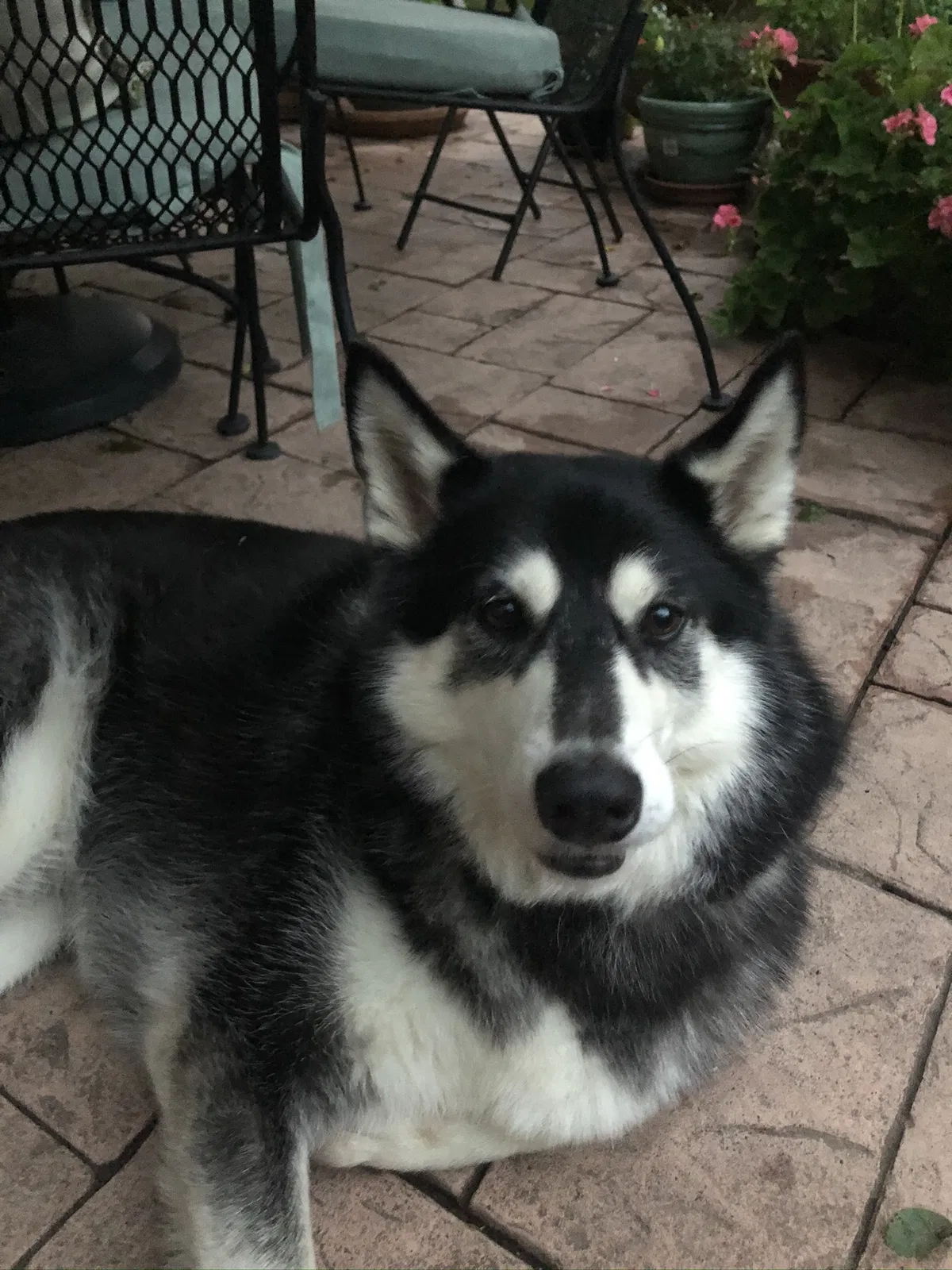 Lost dog in Denver, CO, 80220