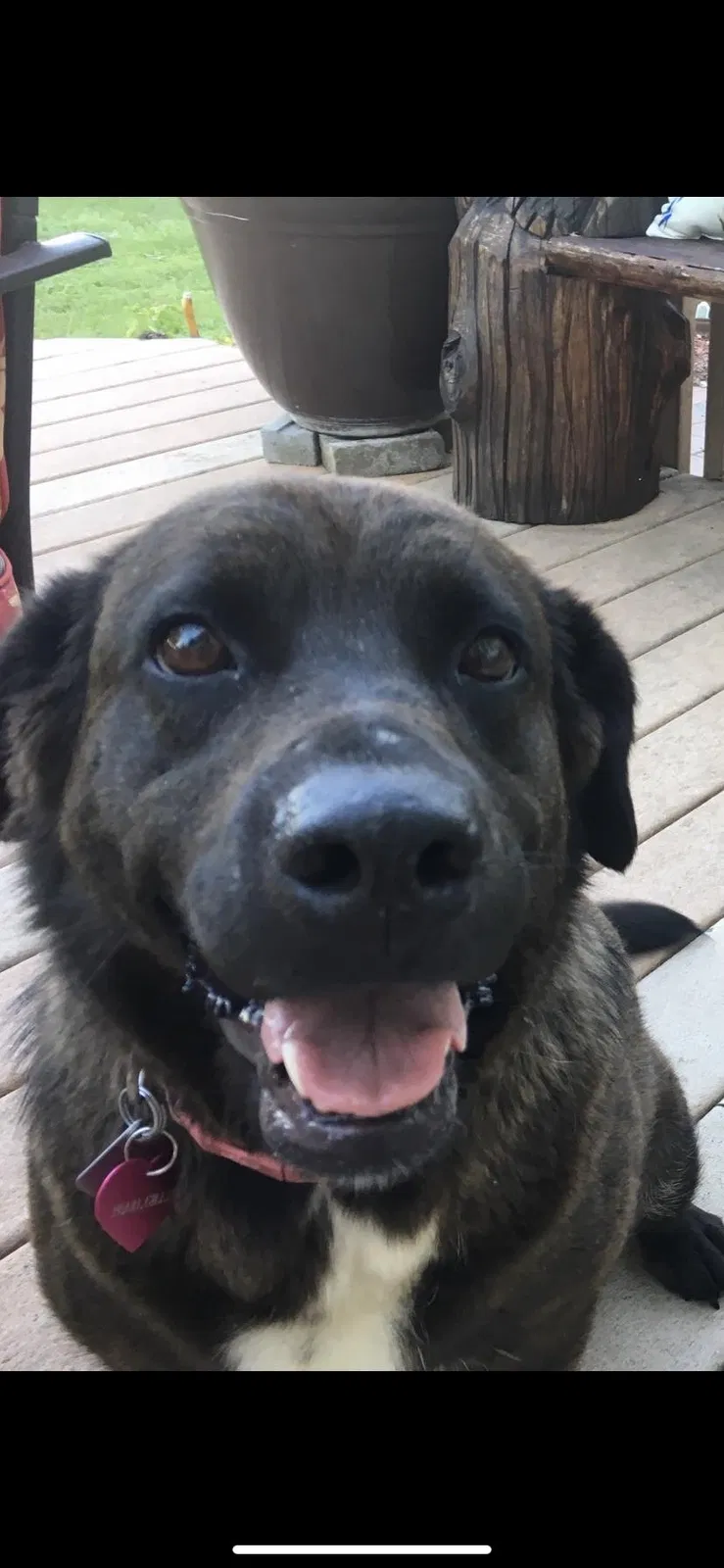 Lost dog in Minot, ND, 58701