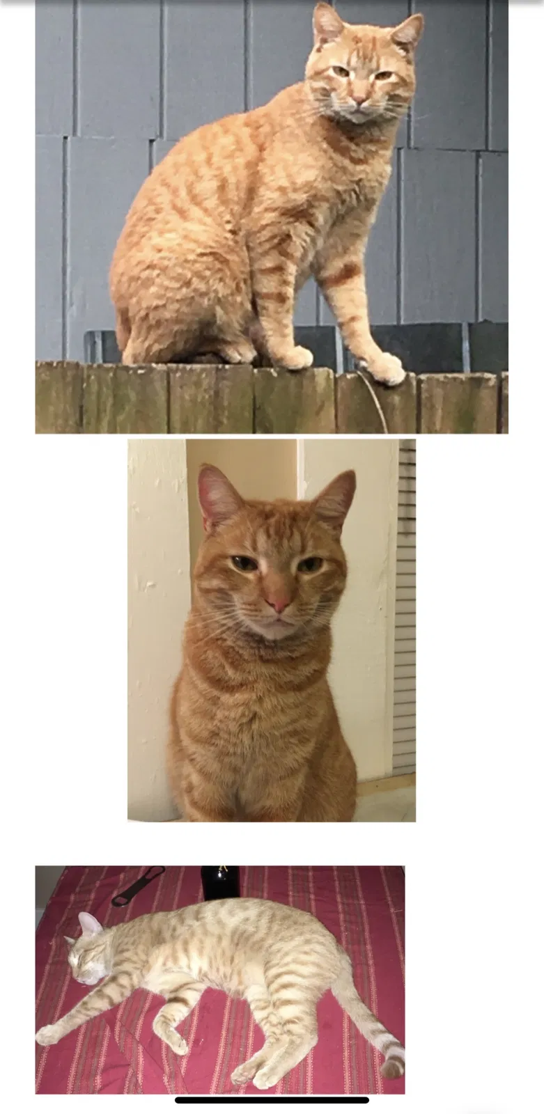 Lost cat in Savannah, GA, 31406