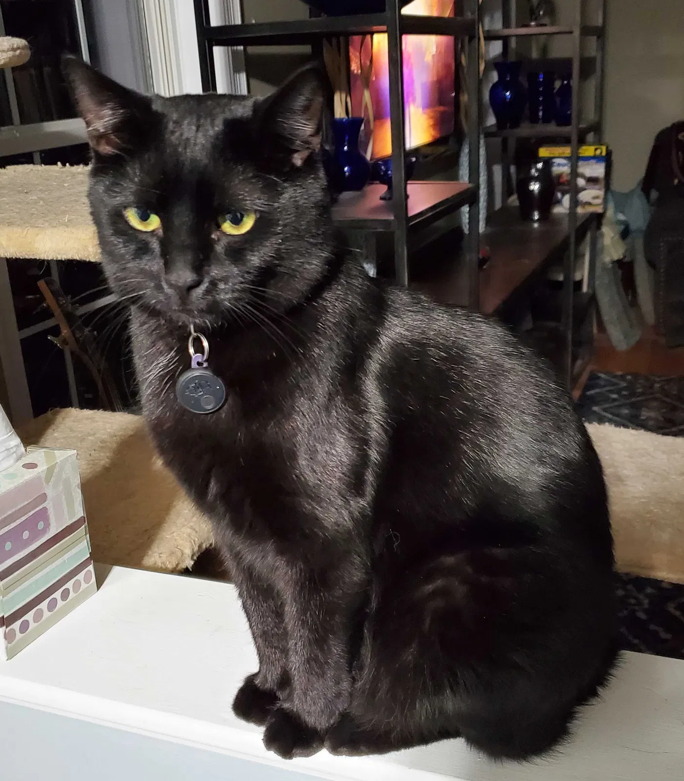 Lost cat in Waldorf, MD, 20601