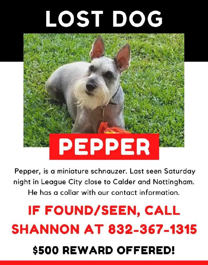 Lost dog in League City, TX, 77573
