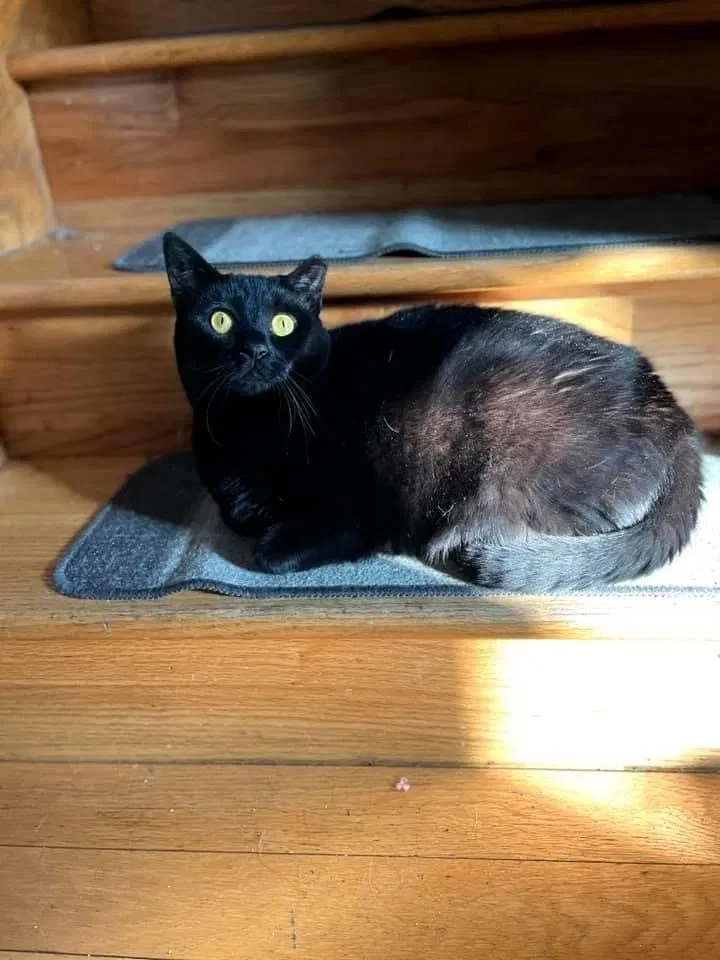 Lost cat in Lafayette, IN, 47905