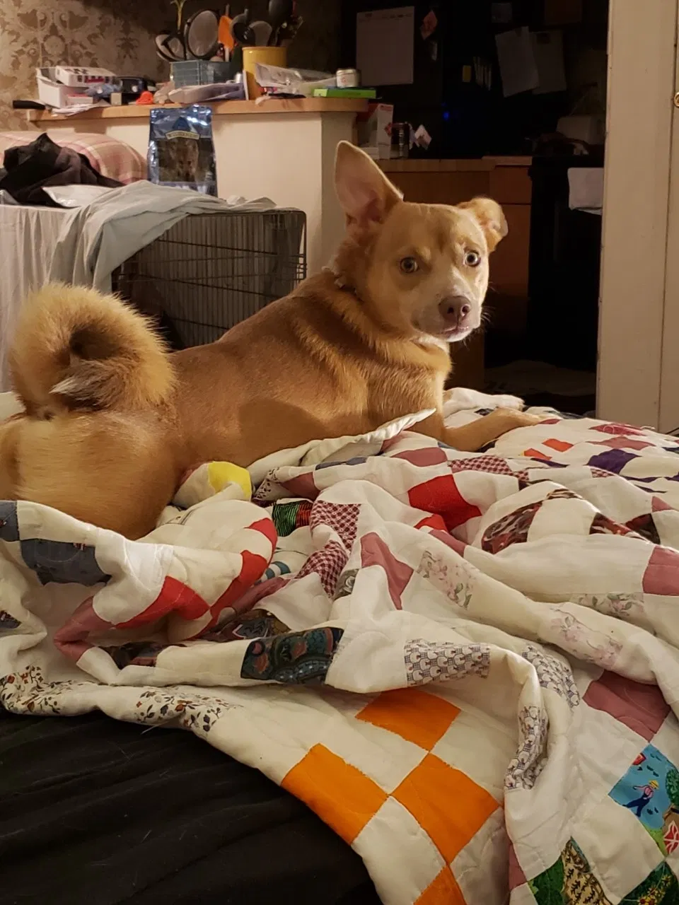 Lost dog in Memphis, TN, 38134