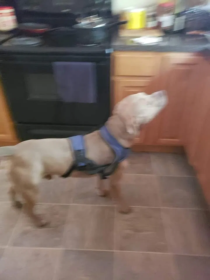 Lost dog in Plant City, FL, 33563