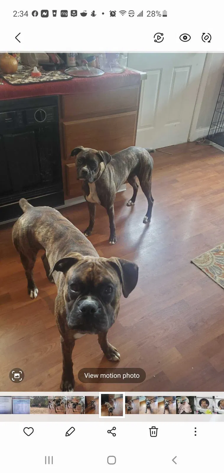 Lost dog in Galloway, OH, 43119