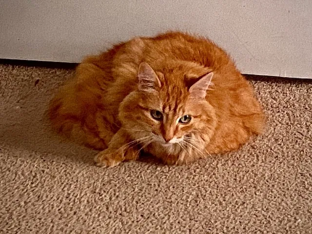 Lost cat in Hobart, IN, 46342