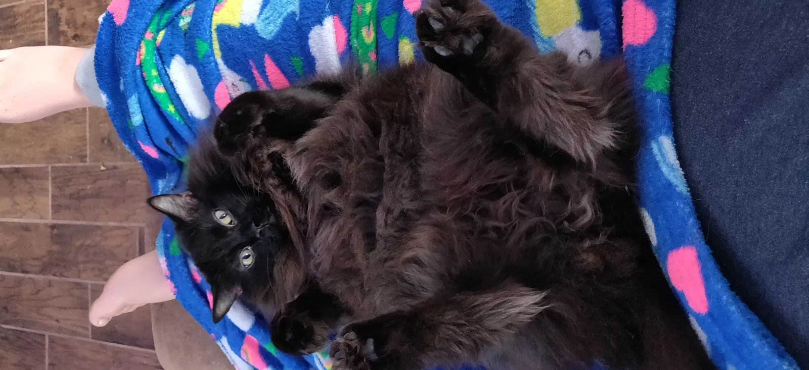 Lost cat in Louisville, KY, 40229