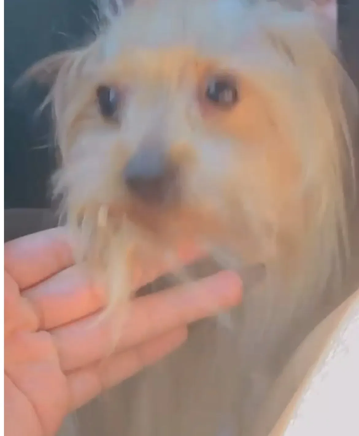 Lost dog in Orlando, FL, 32819