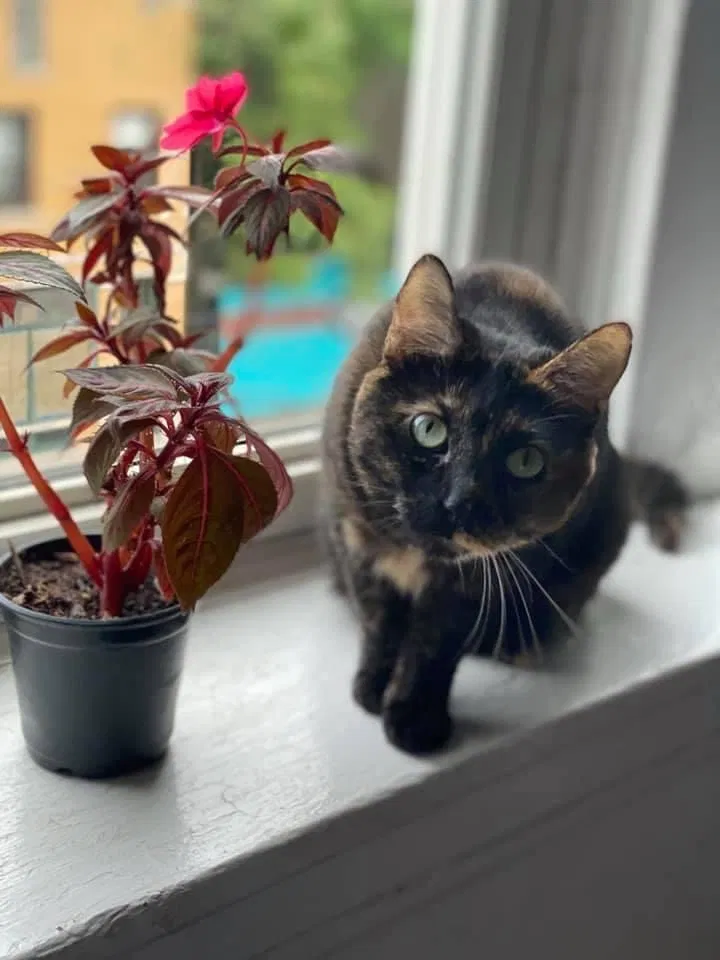 Lost cat in Chicago, IL, 60622