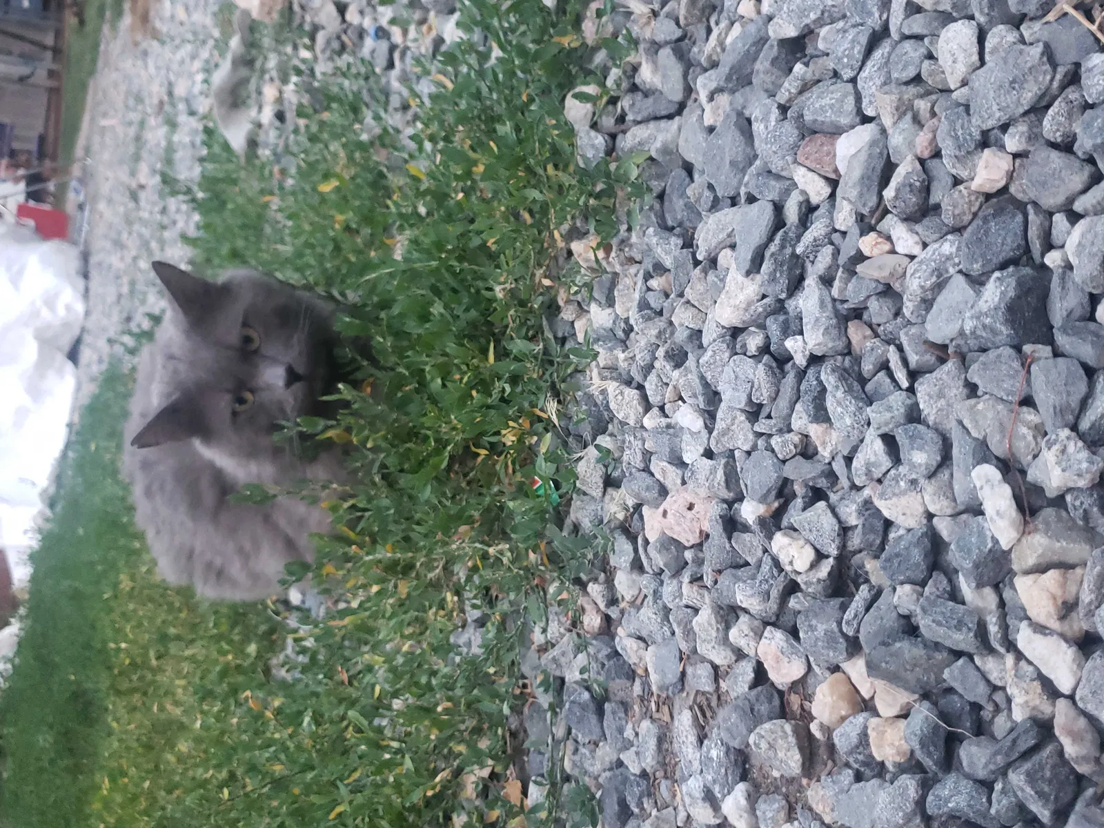 Lost cat in Denver, CO, 80223
