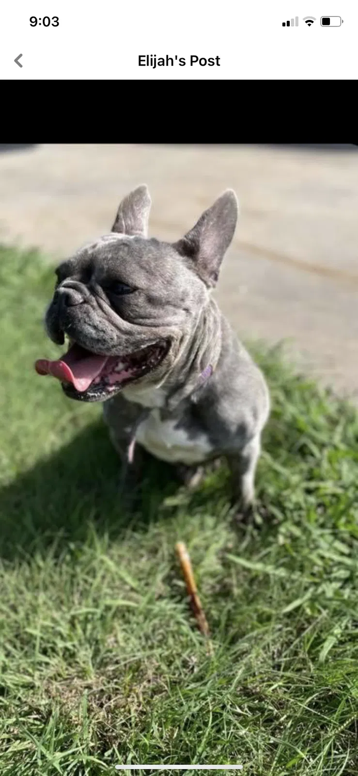 Lost dog in Killeen, TX, 76543