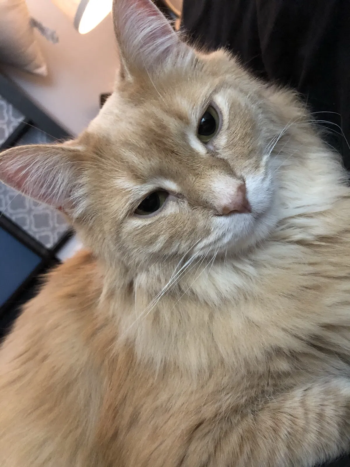 Lost cat in Minneapolis, MN, 55419