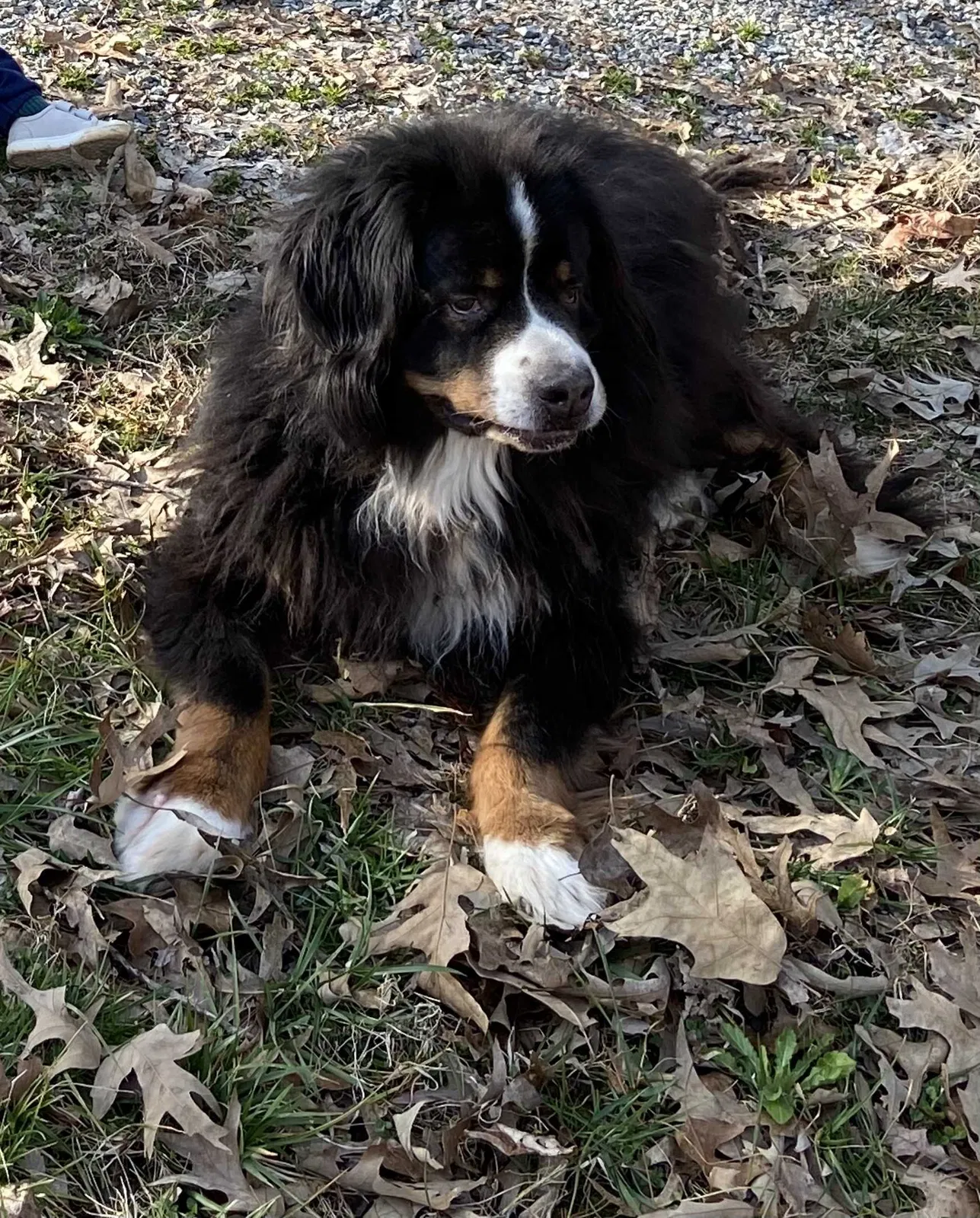 Lost dog in Rockville, VA, 23146