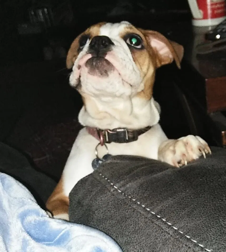 Lost dog in Killeen, TX, 76543