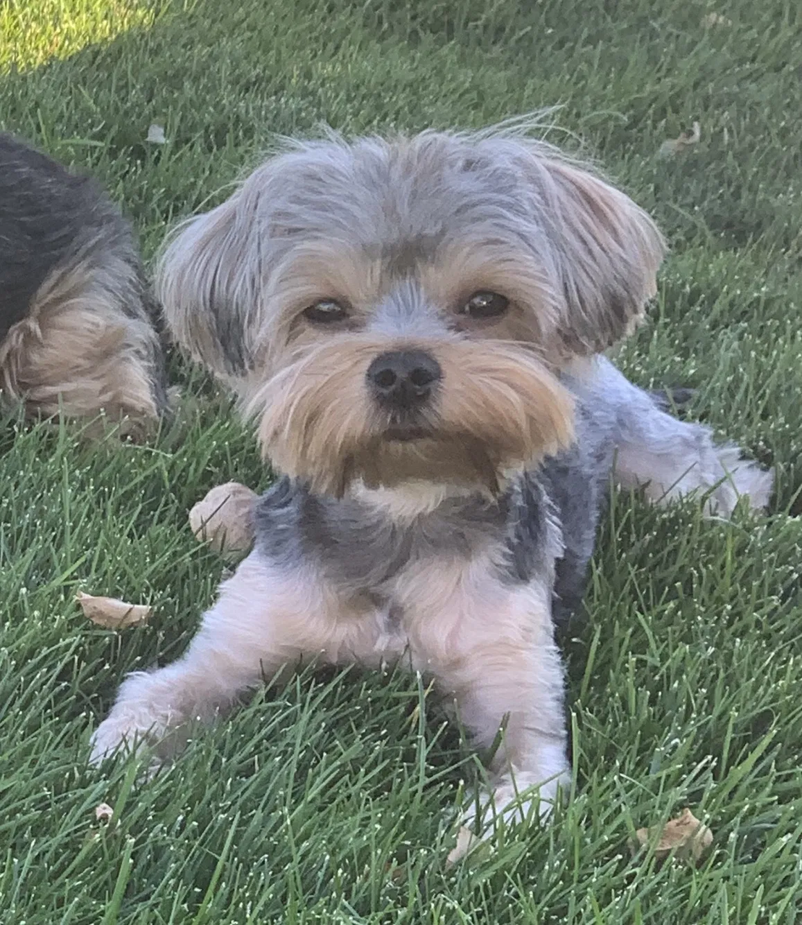 Lost dog in Northridge, CA, 91324