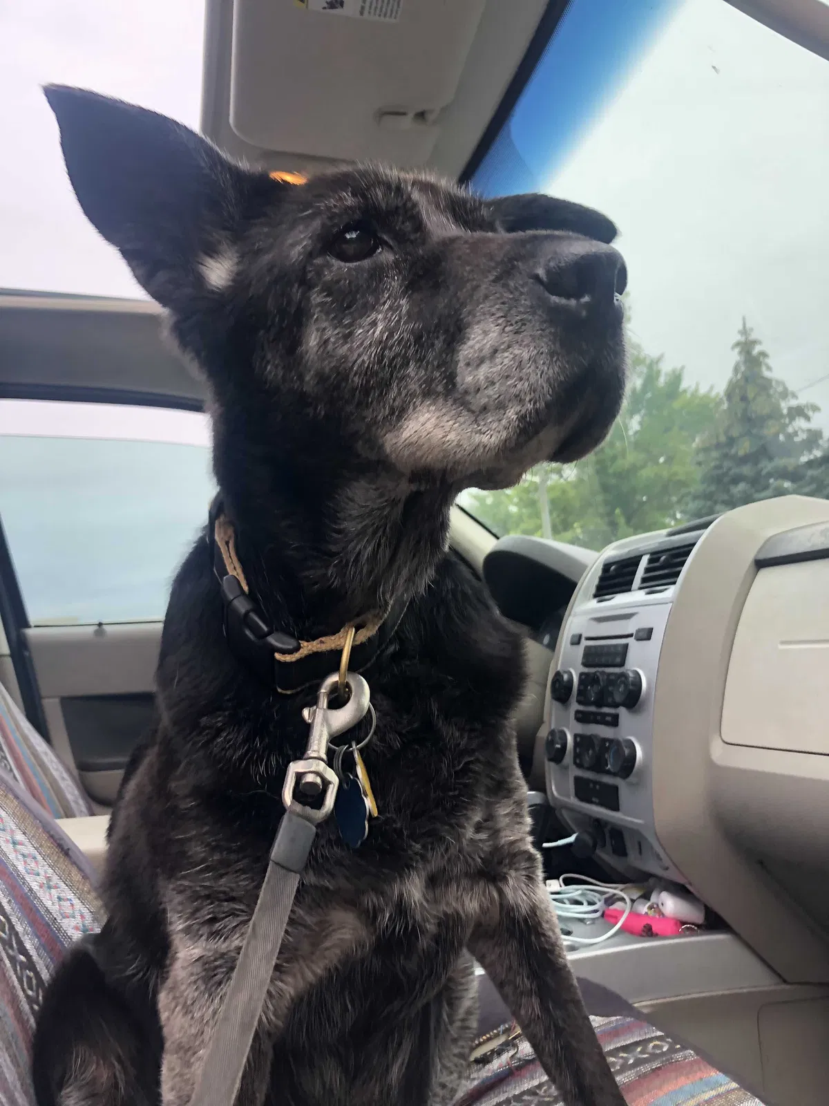 Lost dog in South Haven, MI, 49090