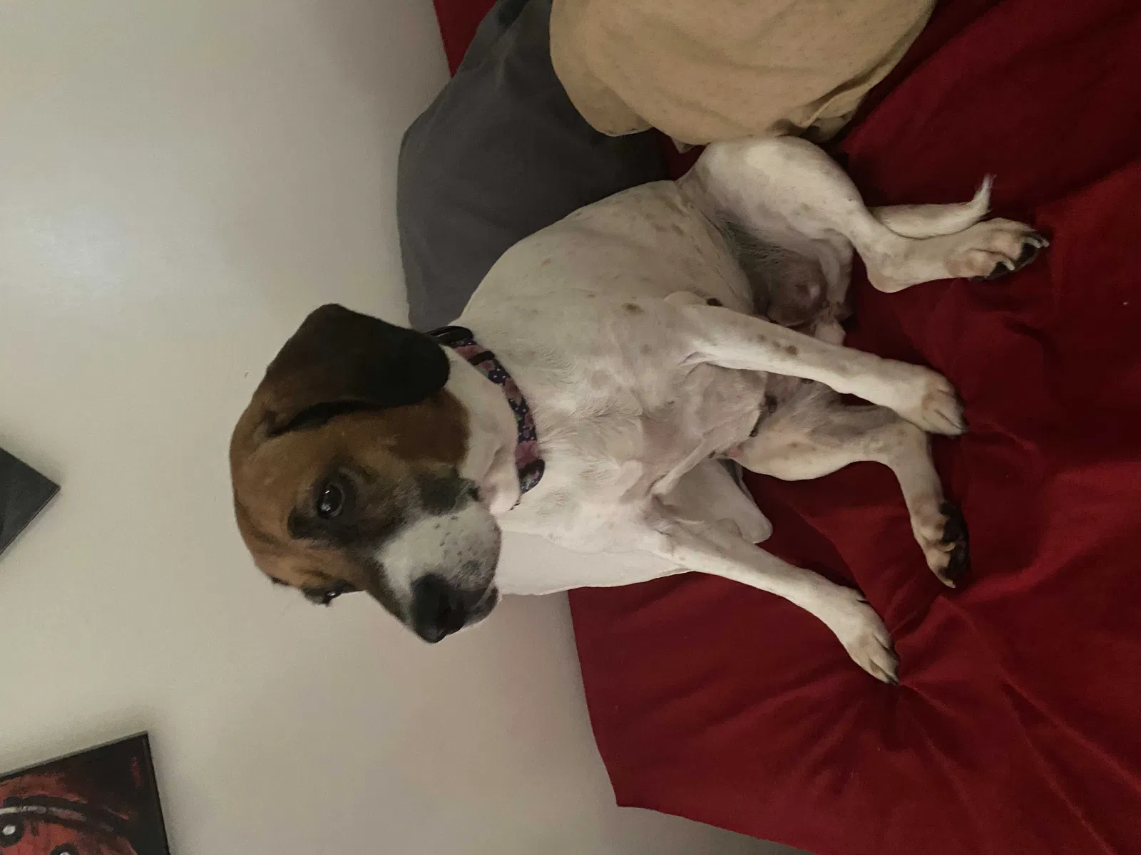 Lost cat in Richmond, VA, 23236