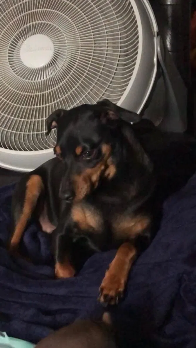 Lost dog in Dallas, TX, 75243