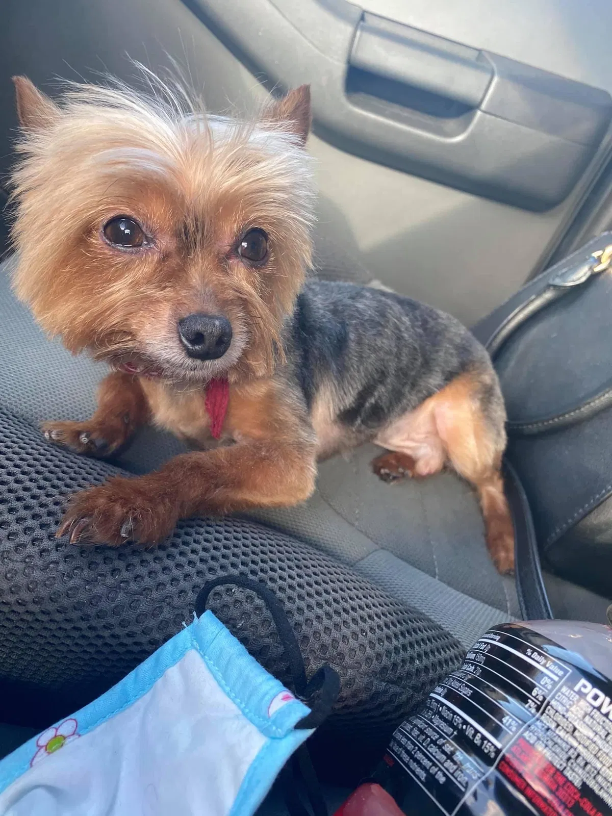 Lost dog in El Paso, TX, 79938