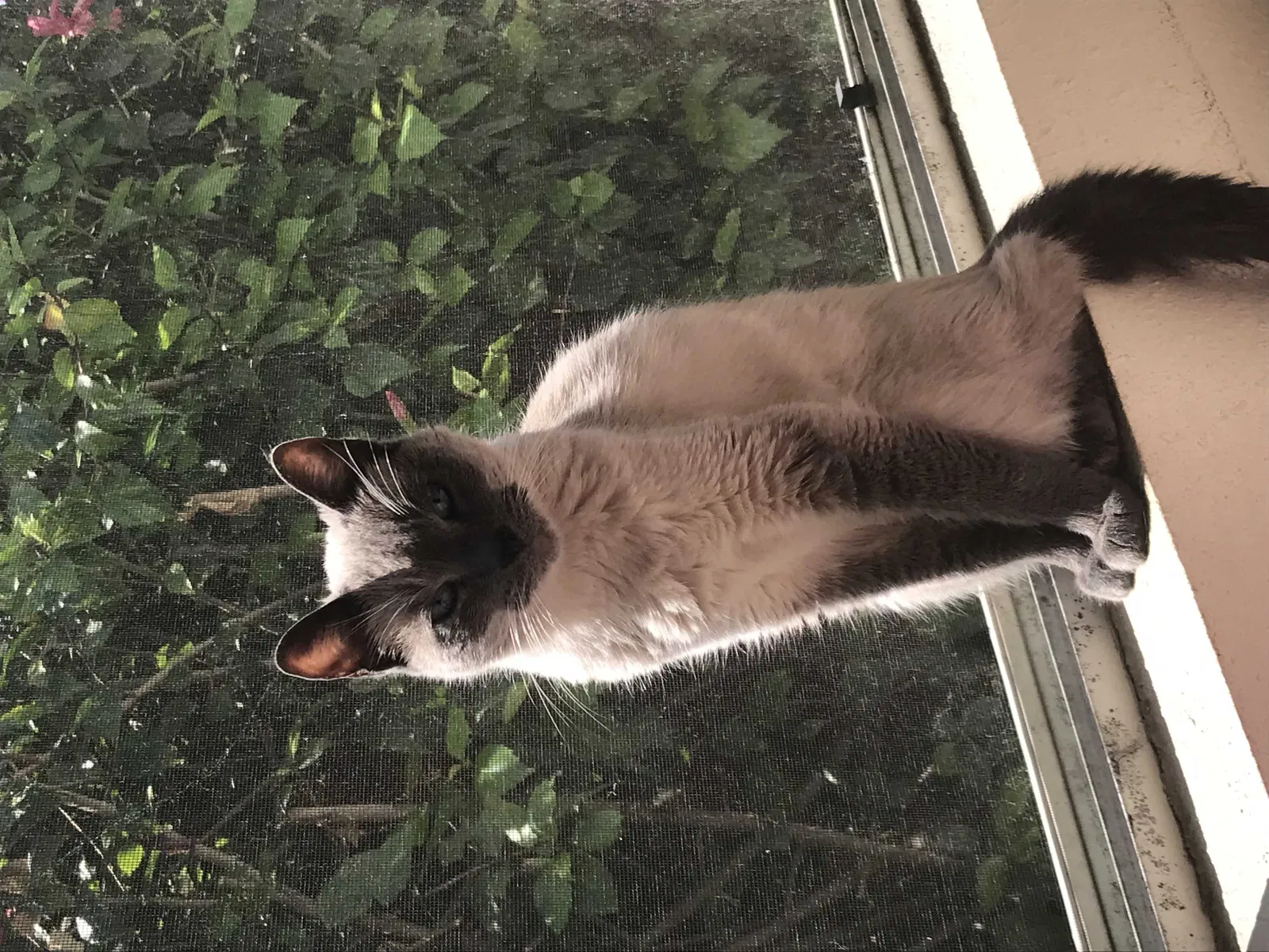 Lost cat in Huntington Beach, CA, 92646