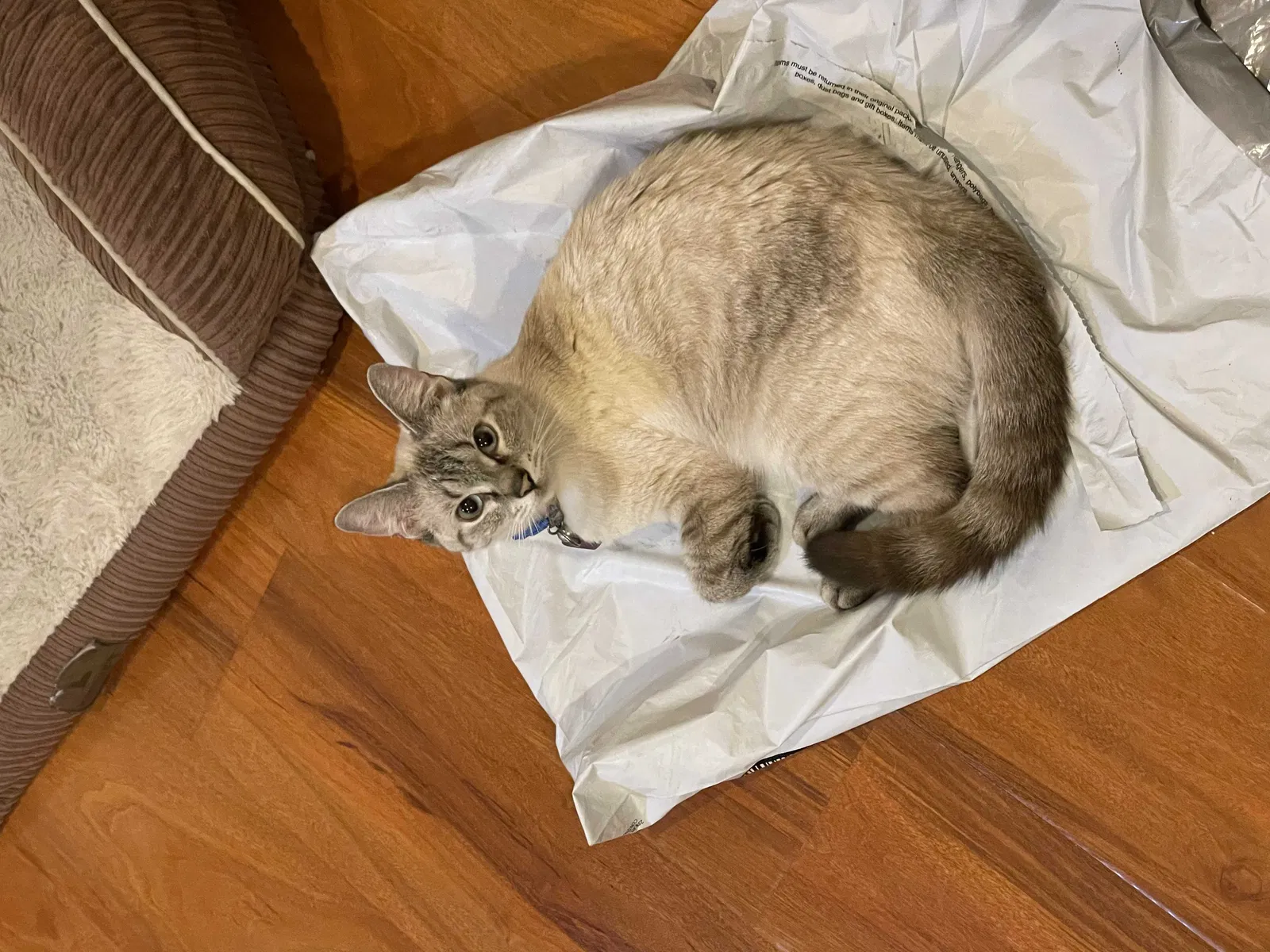 Lost cat in Santa Ana, CA, 92704